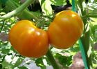 Tomato Yellow Jubilee Heirloom Seeds 75 Organic  Seeds