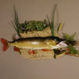 Pike Con 2 Barschen Lunghezza 98 CM Su Piastre Decorative Preparato Pesce - Foto 1 di 12