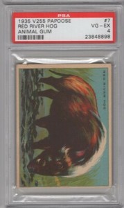 1935 Papoose Animal Gum V255 #7 RED RIVER HOG Graded PSA 4