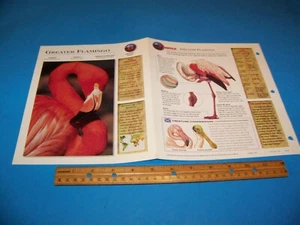 Greater Flamingo Foto / Informationsseite Wildlife Explorer 1998 - Bild 1 von 3