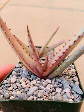 aloe capitata - Rare Aloes -succulents-cactus-agaves-plants-