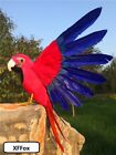 jolie simulation rouge & bleu perroquet modèle mousse & ailes plumes oiseau cadeau 30x45cm