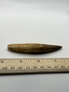 "Fósil de dinosaurio Spinosaurus 3,75"" dientes antes de T Rex Cretácico SC 199" - Imagen 1 de 5