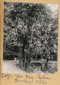 INDOCHINE c. 1940 - Yen Bay Bambous Mâles - INDO 33 - Picture 1 of 1