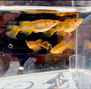 10 + 2 Free Black Rim Medaka ricefish eggs fertilized/red/orange - Picture 1 of 8