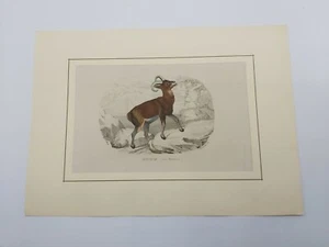 Incisione '800 G. Fusaro animali Muffione coloritura a mano - Bild 1 von 1