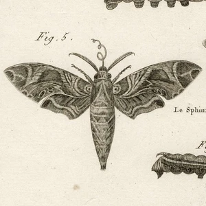 1790 PANCKOUCKE & BENARD Superb Engravings of SPHINX MOTHS, Plate 63 - Picture 1 of 8