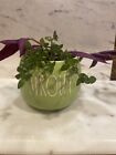 Rae Dunn Sprout Small Planter  Pot Green White Large Lettering New