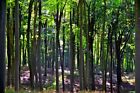 Trees Blackwood Forest Woods Winchester Hampshire England UK Photograph Picture