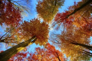 American Beech Tree- Live Bare Root Plant - Picture 1 of 7