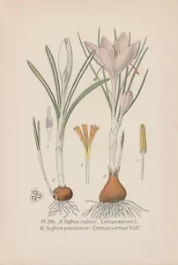 Safran (Crocus sativus) Frühlings-Krokus Chromo-Lithographie von 1891 - Bild 1 von 1