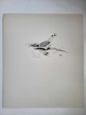 Vintage Pencil Drawing Print 1938 Birds Sketches Herring Gull