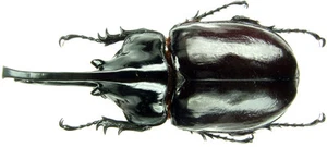 Insect - Augosoma centaurus - Cameroon - Giant Male 88mm+/- ....!! - Picture 1 of 1