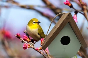 A Frame Birdhouse For Small Birds Sage Green Metal Wooden Roof - Picture 1 of 6