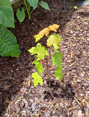 6 Sunset Maple Tree Seedlings | Bare Root | 4-6 Inches Tall | Affordable Shade T - Image 1 of 4