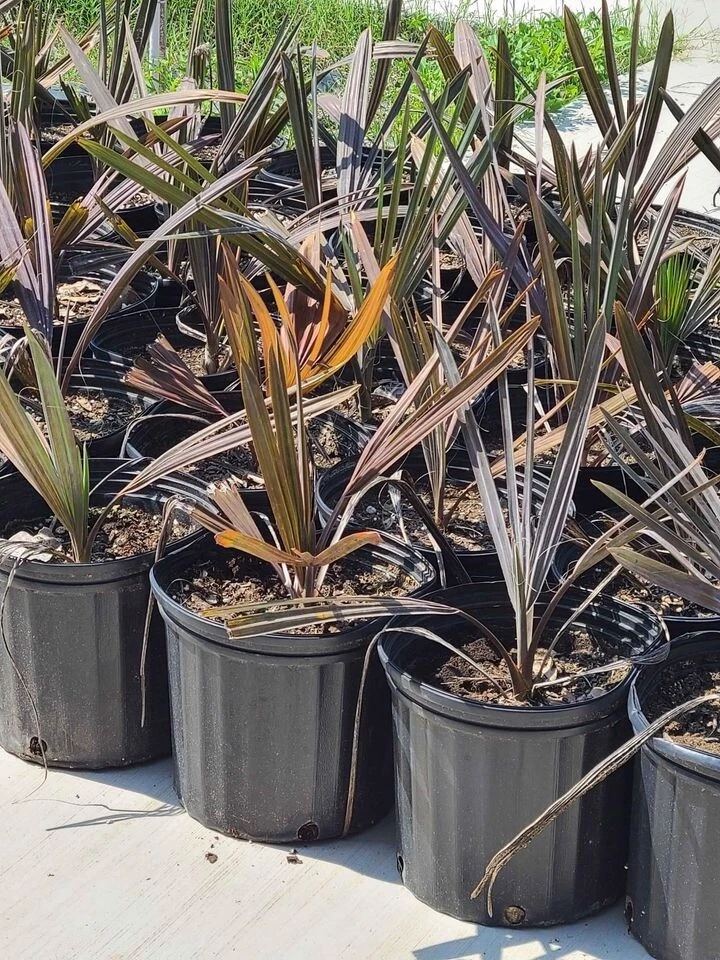 Abismarck Palm tree 2ft tall Overall Height Low Maintenance  - Image 1 of 1