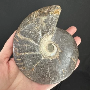 12.7cm/465grams Polished Ammonite Fossil Specimen, Madagascar #67 - Picture 1 of 8
