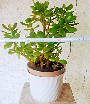 Crassula ovata Geldbaum Pfennigbaum Affenbrotbaum Pflanze aus eigenem Anbau - Bild 1 von 4
