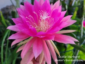 Epiphyllum Castle Starburst Unrooted Cuttings - 8 to 10 inches long - Picture 1 of 4