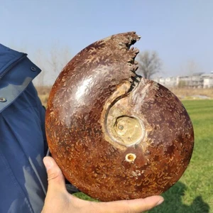 5.85LB Natural ammonite fossil Conch Quartz Crystal Mineral Specimen Reiki heal - Picture 1 of 10
