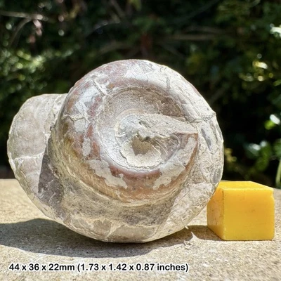 Fossil Gastropod Pleurotomaria, Lower Lias, Jurassic - Blockley, - Image 1 of 2