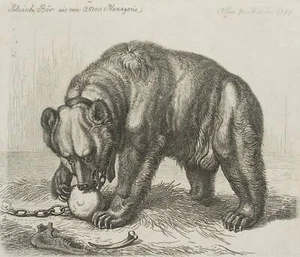 J. KLEIN (1792-1875), Polnisch: Bär aus van Akens Menagerie,  1844, Rad. - Picture 1 of 4