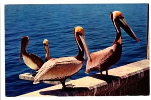 Vintage Postkarte Post 1958 Miami Beach Florida Ein eigenartiger Vogel ist der Pelikan - Bild 1 von 2