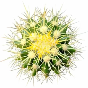Golden Barrel Cactus Echinocactus Grusonii For Sale (2'' or 4'' or 6'') - Picture 1 of 16