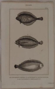 Buffon Poissons Ittiologia Flet Plie Canadienne Fish Pleuronectes - Picture 1 of 1