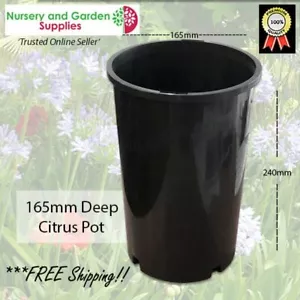 165mm DEEP Citrus Pot - PK of 36. Avos, Macas, Citrus, Cycad, Native, Rose - Bild 1 von 4