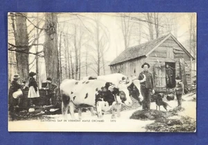 Vermont Maple Orchard RPPC Postkarte Kühe Familie Scheune Pose 1918 - Bild 1 von 2