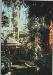 Rainforest wit Waterfalls Palm Trees Mirage Hotel Las Vegas Continental Postcard - Picture 1 of 2
