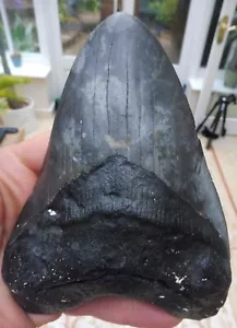 Diente grande de megalodón - 5,610 pulgadas (14,25 cm) - Imagen 1 de 5