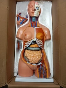 85cm Unisex Torso 40 Parts Anatomically Correct Human Model Teaching Aid NEW - Picture 1 of 5