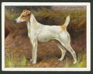 SMOOTH FOX TERRIER DOG W D & H O WILLS 1914 A SERIES DOGS LRG CIGARETTE CARD #4