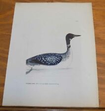 1793 Antique COLOR Bird Print///NORTHERN-DIVER