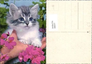 388557,Tiere Katze Katzenkind auf Hand sitzend Blumen Blüten - Picture 1 of 1