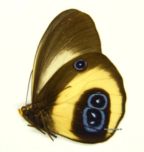 Unmounted Butterfly/Nymphalidae - Taenaris bioculatus bioculatus, M, W.Papua - Picture 1 of 1