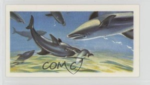 1974 Brooke Bond The Sea: Our Other World Tea Dolphins #26 0w6