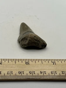 2" Megalodon Haizahn Fossil aus NC Coast V9 - Bild 1 von 4