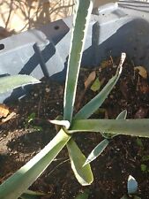 Blue Agave Americana Century Plant Live plant Bare Root Pup