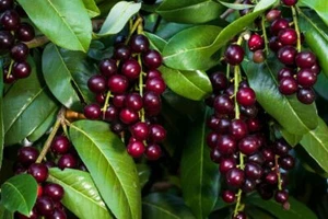25 Black Cherry Prunus Serotina Tree Seeds to Grow Cherry Trees - Picture 1 of 1