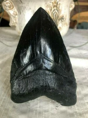 Nearly Perfect Megalodon replica tooth 6"  perfect serration - Image 1 of 2