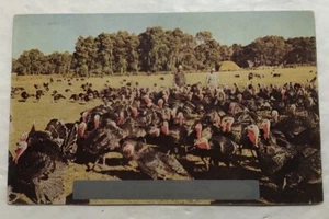 Grüße aus Missouri - Türkei Farm Postkarte (O2) - Bild 1 von 2