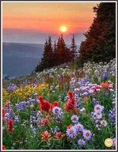 A través del velo 1463 gráfico contado punto de cruz patrón costura - Imagen 1 de 5