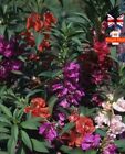 Impatiens  50 Seeds Double Mix Busy Lizzie Balsamina