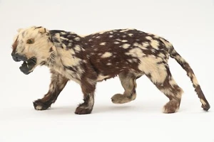 Vintage Cat Feline Taxidermy Mount Oddity - Picture 1 of 8