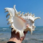 Large White Murex Ramosus Natural Conch Seashell Rare Real Aquarium 7"- 9" Huge