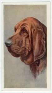 BLOODHOUND GODFREY PHILLIPS OUR DOGS SERIE 1939 HUNDE ZIGARETTENKARTE #5 - Bild 1 von 2