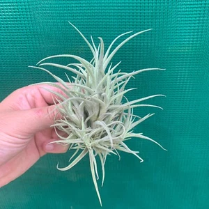 FRAGRANT Tillandsia marconae (2-3cm Pup) Air Plant, (Auto Combine Postage) - Picture 1 of 3